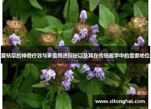夏枯草的神奇疗效与多重用途探秘以及其在传统医学中的重要地位